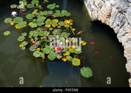 Pond with koi carps and lily pads, lotus flowers on the water, stone bridge leading across water Stock Photo