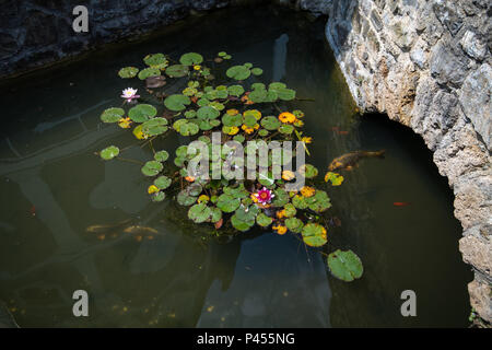 Pond with koi carps and lily pads, lotus flowers on the water, stone bridge leading across water Stock Photo