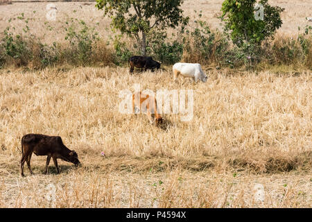 A group of bull & cow grazing paddy straw on paddy field after harvesting in winter season. Stock Photo