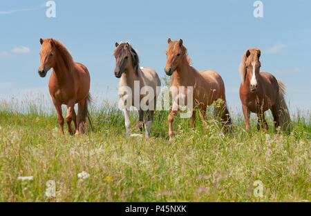 Four Icelandic horses standing in a green grass meadow, young stallions with different coat colors, chestnut, mouse dun tobiano and red dun, Germany Stock Photo