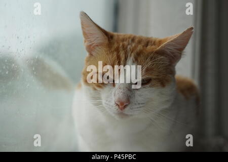 White & Ginger Cat Sat On Window Sill on a rainy day Stock Photo