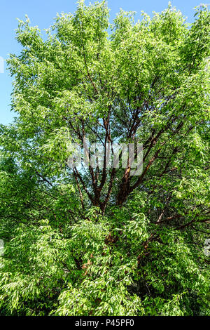 Acer griseum tree, Paperbark maple tree Stock Photo