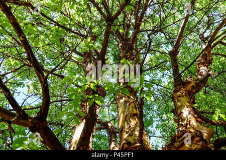 Acer griseum tree trunks, paperbark maple foliage and trunk Stock Photo