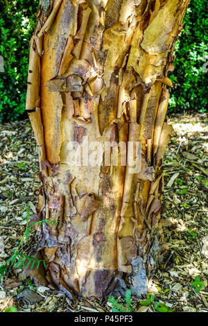 Acer griseum tree trunk paperbark maple bark Stock Photo