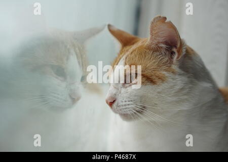 White & Ginger Cat Sat On Window Sill on a rainy day looking outside Stock Photo