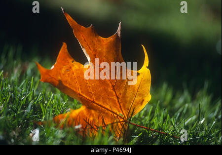 An autumn maple leaf on grass Stock Photo