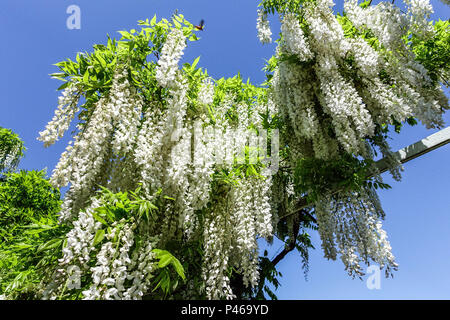 Wisteria floribunda ' Longissima Alba ' Stock Photo