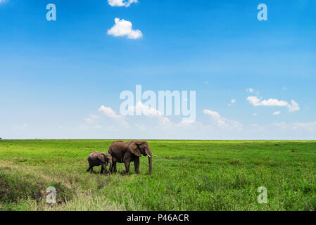 Browsing African elephants or Loxodonta cyclotis Stock Photo
