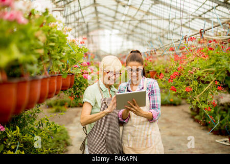 Two senior and young modern florist women  selecting flowers while looking instructions from a tablet Stock Photo