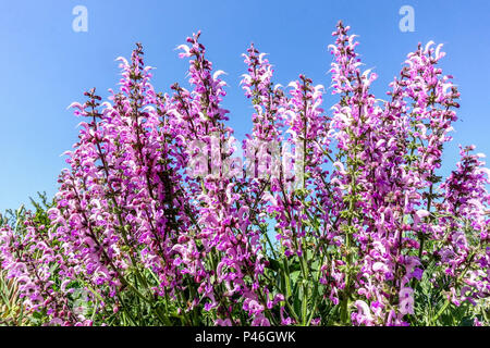 Meadow clary, Salvia pratensis ' Pink Delight ' Stock Photo