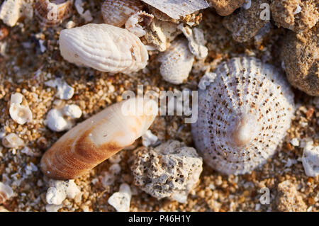 Macro detail of a variety of seashells (limpet and bivalve) and rocks in the sand in Ses Salines Natural Park (Formentera, Balearic Islands, Spain) Stock Photo