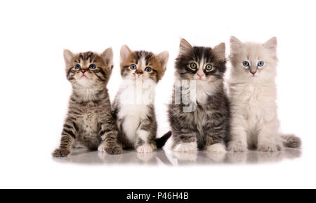 two domestic cats, one sibirian and one neva masquarade kitten sitting on a white background Stock Photo