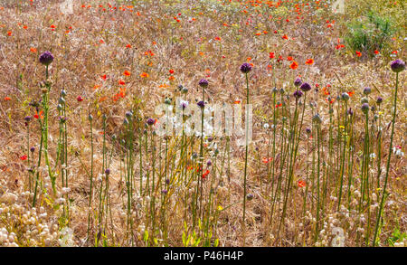 Allium ampeloprasum (wild Leek) growing in wildflower meadow in mountains of Gran Canaria, Canary Islands, Spain Stock Photo