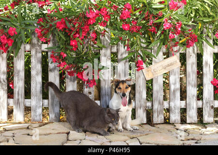 jack russell and domestic cat (blue) sitting at a fence with a flowering oleander shrub Stock Photo