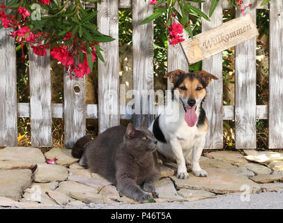 jack russell and domestic cat (blue) sitting at a fence with a flowering oleander shrub Stock Photo