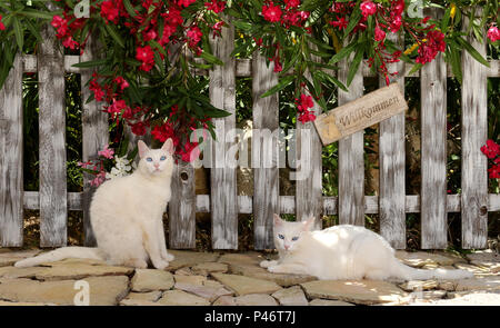 two white cats sitting, lying at a fence with an oleander shrub Stock Photo