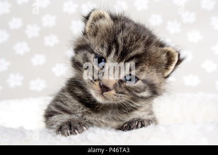 cute baby kitten, 2 weeks old, black tabby Stock Photo