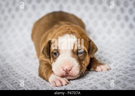 2 weeks old Bulldog puppy Stock Photo