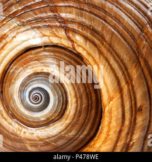 Part seashell of very large sea snail (Tonna galea or giant tun). Close up view. Stock Photo