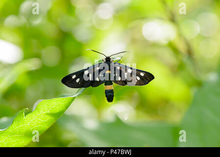 Nine spotted moth or yellow belted burnet - Amata phegea is a moth in the family Erebidae Tiger moths Stock Photo