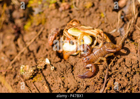 Euscorpius is a genus of scorpions, commonly called small wood-scorpions. It presently contains 17 species and is the type genus of the family Euscorp Stock Photo