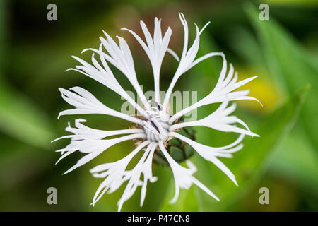 A white perennial cornflower (Centaurea montana 'Alba') Stock Photo