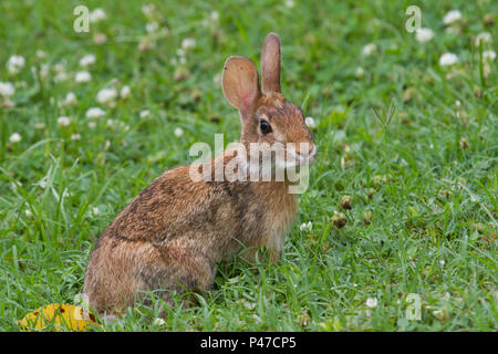 An eastern cottontail rabbit eating clover from an urban lawn. Stock Photo
