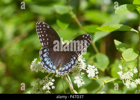 Female Diana Fritillary ( Speyeria diana Stock Photo Alamy