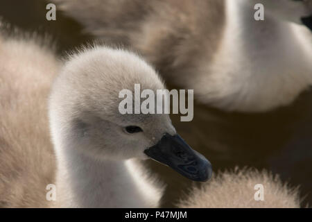 Close up of mute swan cygnet's head, Baby swan's fluffy head, Mute Swan, Cygnus olor, Norfolk Broads, The River Ant, UK. May Stock Photo