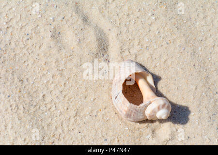 Large beautiful broken cracked antique old ocean seashell shell on the sea sand. sea background Stock Photo