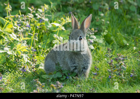 European Rabbit, Oryctolagus cuniculus, young wild rabbit feeding in sunny patch of grass and weeds May, Norfolk, UK, Stock Photo