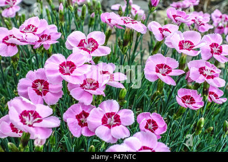 Pink Dianthus 'Blaunigel ' Dianthus Sweet William Stock Photo