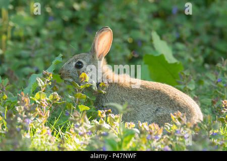 European Rabbit, Oryctolagus cuniculus, young wild rabbit feeding in sunny patch of grass and weeds May, Norfolk, UK, Stock Photo