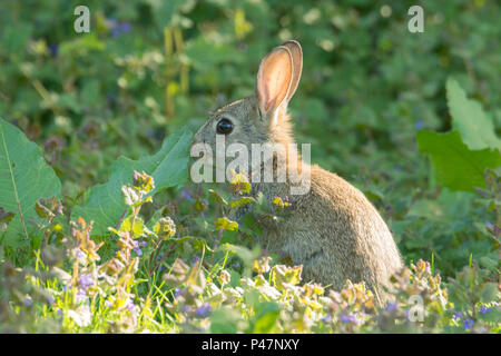 European Rabbit, Oryctolagus cuniculus, young wild rabbit feeding in sunny patch of grass and weeds May, Norfolk, UK, Stock Photo