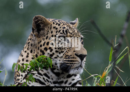 African safari and wildlife adventure with leopards Stock Photo