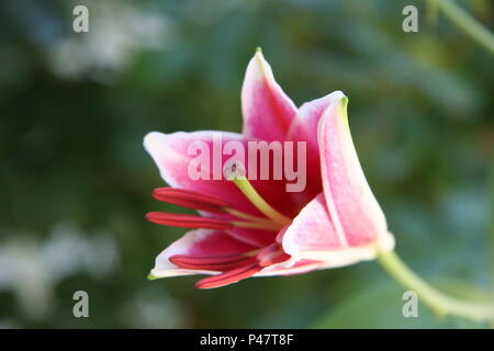 Close up of Tiger Lily Plant in the Summer in Bloom Stock Photo