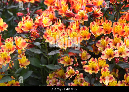 Alstroemeria Indian Summer 'Tesronto' flowers. Stock Photo