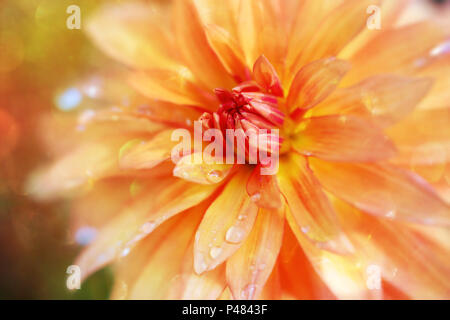 Dahlia flower with bokeh and soft blur. Stock Photo