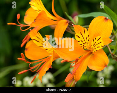 Orange flowered form of the Peruvian lily, Alstroemeria aurea (A.aurantiaca), blooming in Early summer. Stock Photo