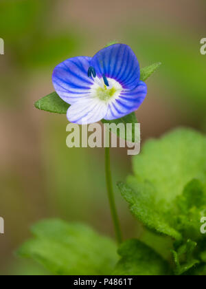 Flower of the common field speedwell, Veronica persica, a garden weed Stock Photo