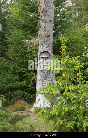 Tree carving of old man in Camore woods, Dornoch ; Scotland. UK Stock Photo