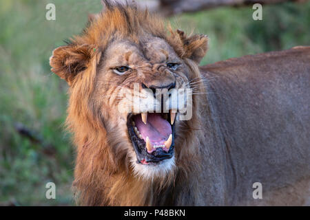 Close up of male lion's head Panthera leo roaring Stock Photo