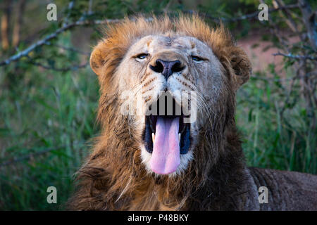 Close up of male lion's head Panthera leo roaring Stock Photo