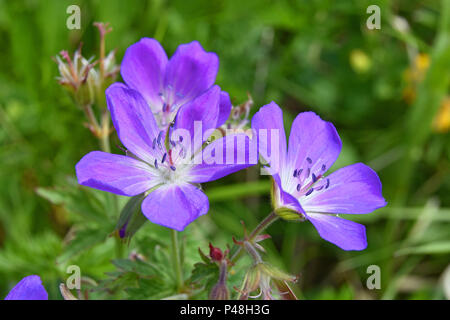 Close-up of a flowering blue/purple wild geranium (Geranium pratense) on blurred green background. Selective focus Stock Photo