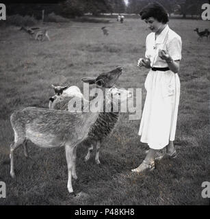 1950s, historical, lady wearing a dress and standing outside in parkland wth a roe deer & a sheep next to her, England, UK. They are friendly and are looking up at her face, as if to say, please feed me! Stock Photo