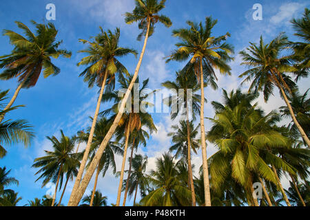 Coconut trees in Philippines Stock Photo