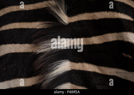 Close-up of zebra in safari park Stock Photo