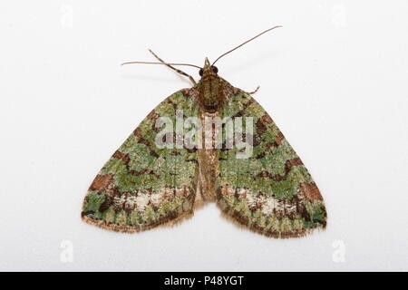 July Highflyer Moth Stock Photo
