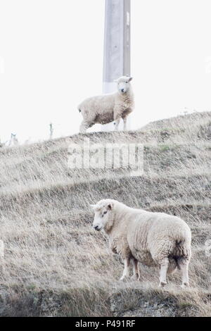 Close up image of Two Sheep on a semi rural farm in New Zealand. Stock Photo