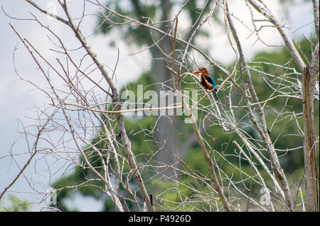 Kingfisher perched on a tree. Sri Lanka. Stock Photo